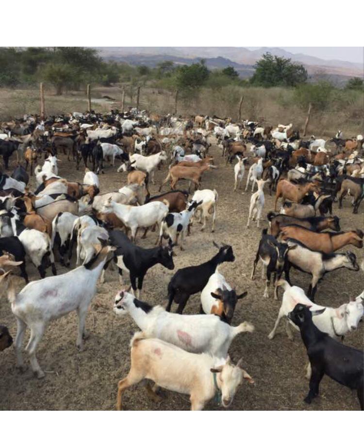 WE FOLLOWED ALL TENDER PROCEDURES: We have been in goat business for over 20years-Khalid Mia speaks out